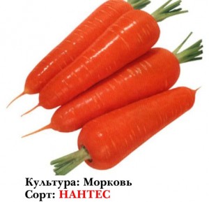 морковь нантес